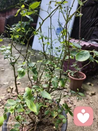 看到我种的蓝莓结果子了吗？