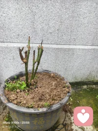 猜猜看，这颗慢慢长出新叶，开出的一个小花蕾是属于什么花？