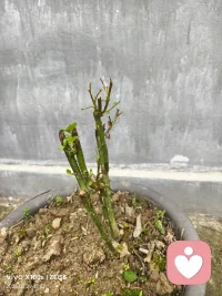 猜猜看，这颗慢慢长出新叶，开出的一个小花蕾是属于什么花？