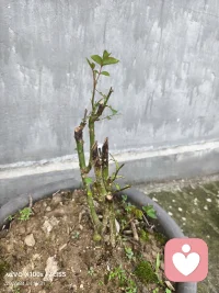 猜猜看，这颗慢慢长出新叶，开出的一个小花蕾是属于什么花？