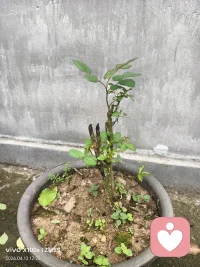 猜猜看，这颗慢慢长出新叶，开出的一个小花蕾是属于什么花？