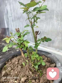 猜猜看，这颗慢慢长出新叶，开出的一个小花蕾是属于什么花？