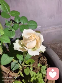 终于看到花开了配图