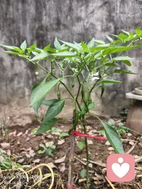 小小的辣椒树都快挂满了。嘿嘿配图