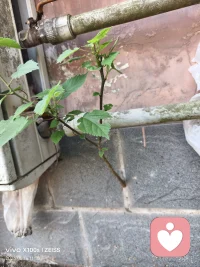 谁懂啊，在空调外机和管道的缝隙里，长出了一棵小小的构树。它没有肥沃的土壤，却拼尽全力朝着阳光伸展枝叶，这大概就是生命最温柔也最倔强的模样吧。配图