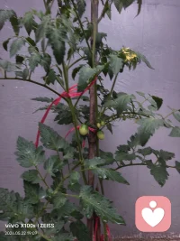 看到了吧，长了几颗了，我就等着圣女果红，为此我将它们移到屋沿低下，因为这段时间老下大雨配图