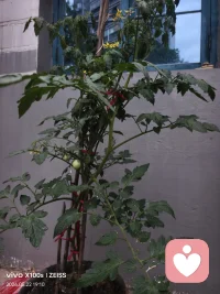 看到了吧，长了几颗了，我就等着圣女果红，为此我将它们移到屋沿低下，因为这段时间老下大雨配图