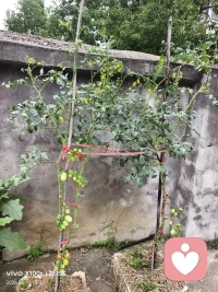 圣女果在红了，过两天有的吃了，哈哈哈