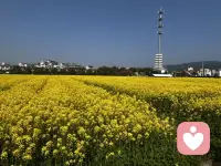 花有重开日。人无在少年配图