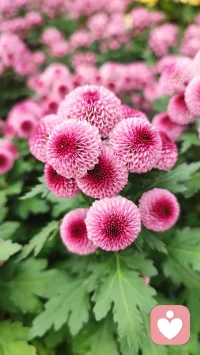 以传统文化为基，倾听“亲”的心声，共情、同情，给予“亲”温暖的力量。用八字解读“亲”一生的趋势，潮张潮落的时间节点，顺应而为，平静的面对。用六爻解析当下困境，一事一断：
工作不顺，啥时发大财
感情迷茫，何时来正缘
老人身体，怎样才健康
儿女学习，能否考得上
😊有问必答，欢迎欢迎😊配图