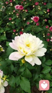 以传统文化为基，倾听“亲”的心声，共情、同情，给予“亲”温暖的力量。用八字解读“亲”一生的趋势，潮张潮落的时间节点，顺应而为，平静的面对。用六爻解析当下困境，一事一断：
工作不顺，啥时发大财
感情迷茫，何时来正缘
老人身体，怎样才健康
儿女学习，能否考得上
😊有问必答，欢迎欢迎😊配图