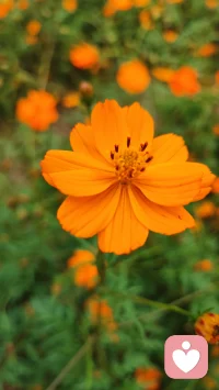 以传统文化为基，倾听“亲”的心声，共情、同情，给予“亲”温暖的力量。用八字解读“亲”一生的趋势，潮张潮落的时间节点，顺应而为，平静的面对。用六爻解析当下困境，一事一断：
工作不顺，啥时发大财
感情迷茫，何时来正缘
老人身体，怎样才健康
儿女学习，能否考得上
😊有问必答，欢迎欢迎😊配图