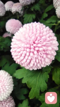 以传统文化为基，倾听“亲”的心声，共情、同情，给予“亲”温暖的力量。用八字解读“亲”一生的趋势，潮张潮落的时间节点，顺应而为，平静的面对。用六爻解析当下困境，一事一断：
工作不顺，啥时发大财
感情迷茫，何时来正缘
老人身体，怎样才健康
儿女学习，能否考得上
😊有问必答，欢迎欢迎😊配图