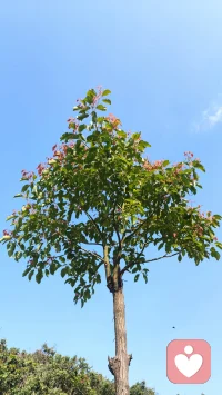 用传统文化八字六爻解读婚姻感情、财运投资、健康用药、工作事业、升学考试、寻人寻物、择吉日。一篇篇日常工作，一个个人物故事，看人间万象。配图