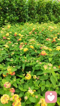 感受山花烂漫，让心情明媚起来。我在这里等你倾诉，吐尽心中酸甜苦辣，拨开心中阴霾迷雾，再苦再难都要站起来、跳出来，迎接阳光雨露。
亲爱的，春天来了，今年丙午火年，本是阳光明媚的日子，龌龊的、灰暗的、倒霉的事情都将清零，走出去，看这山花烂漫与你相映靓丽。配图