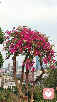 感受山花烂漫，让心情明媚起来。我在这里等你倾诉，吐尽心中酸甜苦辣，拨开心中阴霾迷雾，再苦再难都要站起来、跳出来，迎接阳光雨露。
亲爱的，春天来了，今年丙午火年，本是阳光明媚的日子，龌龊的、灰暗的、倒霉的事情都将清零，走出去，看这山花烂漫与你相映靓丽。配图