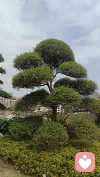 感受山花烂漫，让心情明媚起来。我在这里等你倾诉，吐尽心中酸甜苦辣，拨开心中阴霾迷雾，再苦再难都要站起来、跳出来，迎接阳光雨露。
亲爱的，春天来了，今年丙午火年，本是阳光明媚的日子，龌龊的、灰暗的、倒霉的事情都将清零，走出去，看这山花烂漫与你相映靓丽。配图