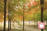 春天播种希望，秋天收获成长。人生最美的风景就在路上，这是我全新的开始。愿所有美好如约而至，用爱疗愈他人也治愈自己，在漫漫长路上砥砺前行，活成照亮他人的那束光，在给力心理平台为你驱散心霾✨