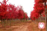 我来到给力平台半个月有余，此时此刻我的心情，是语言可无法比拟的，通过这半个月的学习努力，更多的了解了平台的仁义化，还有客服的团队的帮扶暖心精神，与付出精神，让我深深感动，才能造就我的梦想即将开始成为一名倾听者，感谢平台为我们五十加素人提供的学习与成长机会，与时俱进，不会被科技社会所淘汰，可以发挥夕阳光与热，体现出夕阳好无限而且不是近黄昏，而是新的起点，开启新的里程碑。