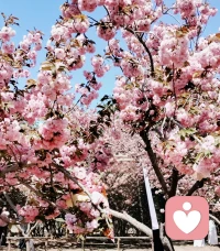 四季轮回，樱花又绽放。春风轻抚，花瓣如雪般飘落。静坐聆听，风声、心声、人间温情，都在这一刻缓缓流淌。倾听师日常
‖倾听师‖情绪树洞‖暖心陪伴‖配图