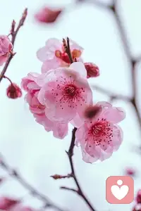 . 清晨是温柔的开端，放下焦虑，接纳不完美，用心陪伴每一位需要温暖的人，新的一天平安顺遂。配图