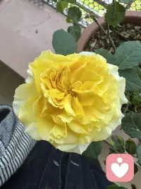 你可以大度的原谅别人，但是你切勿愚蠢的再去相信，你可以不记仇，但是你绝对不能不记性，良心这个东西有就是有，没有就是没有，不存在于唤醒。姐妹，树坏在根，人坏在心，永远都不要问原因。说白了你要什么都能原谅，那么你经历的一切都是活该。所以我请你记住，给别人第二次机会，就是给他第二颗子弹，你补他第一次没有把你打死配图