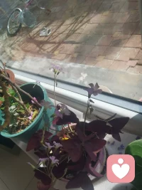 拍照的时候，发现邻居的自行车到了，出去帮忙扶了起来，正好碰到出门的她，聊了几句，一个很小的出手相助，让我们彼此都有了进一步的好感，这也许就是善意的回报。没有目的的相助，有时会有意想不到的收获。配图