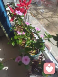 拍照的时候，发现邻居的自行车到了，出去帮忙扶了起来，正好碰到出门的她，聊了几句，一个很小的出手相助，让我们彼此都有了进一步的好感，这也许就是善意的回报。没有目的的相助，有时会有意想不到的收获。配图