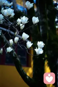 第一次来这个平台，我只想安静的倾听，也许你有抱怨，也许你有秘密，我会安静的听你的叙述，在需要的时候给你一定力量。