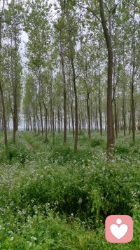 生命如树🏝
外在的困顿与枝叶凋零
根源在根基🏕
用心滋养内在的根
让生命扎根、舒展、阳光
自然枝繁叶茂，从容自在

共勉🌹