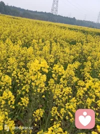 感谢大自然的馈赠配图