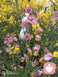 嗨，我这里有多色的油菜花，配图