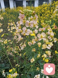 嗨，我这里有多色的油菜花，配图