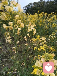 嗨，我这里有多色的油菜花，配图
