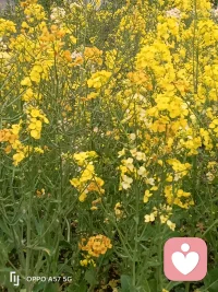 嗨，我这里有多色的油菜花，配图