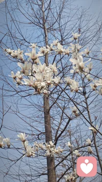 这个世界，总得允许人慢慢生活。
 
不是所有人都要在同一条赛道上奔跑，不是所有事都必须立刻有答案。你可以慢一点，不用急着追赶别人的节奏，不用勉强自己活成别人期待的样子。
 
允许自己偶尔迷茫，允许情绪有起有落，允许今天的你不够完美。累了就歇一歇，难过了就缓一缓，不必硬撑，不必自责。生活不是赛跑，而是一场属于自己的旅程，重要的不是走得多快，而是走得多安心、多踏实。
 
你不用事事都做到最好，也不用时时刻刻都坚强。那些看似停滞不前的日子，其实都在悄悄积蓄力量。慢慢来，认真生活，好好照顾自己，该来的总会在合适的时候出现，该懂的总会在经历后明白。
 
愿你不被生活为难，心里有光，脚下有路，在自己的节奏里，温柔、坚定、从容地往前走。
一切都来得及，你只管慢慢变好。配图