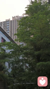 晨起阳光明媚，桂花的香味扑鼻而来，呼吸都是甜的配图