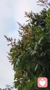 春天的花开是为了夏天的果实配图