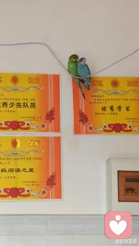 人类幼崽的奖状墙，
被两只小鹦鹉占领了C位，
还自带“夸夸BGM”～配图