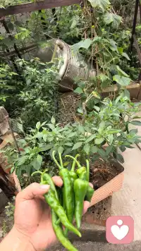 辣椒🌶️在阳光和雨露中长大开花结出盛夏的的果实，晚餐的调味菜有了