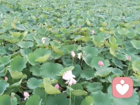 十二生肖嫁给谁不吵架

1、虎嫁给鸡，不吵架
2、兔嫁给牛，不吵架
3、龙嫁给虎，不吵架
4、蛇嫁给龙，不吵架
5、马嫁给马，不吵架
6、羊嫁给龙，不吵架
7、猴嫁给马，不吵架
8、鸡嫁给羊，不吵架
9、狗嫁给猴，不吵架
10、猪嫁给鸡，不吵架
11、鼠嫁给牛，不吵架
12、牛嫁给蛇，不吵架

以上组合仅属生肖趣味，仅为一种文化娱乐参考，‌婚姻与感情的和谐取决于双方的性格、价值观、沟通与包容，而非生肖属相‌所谓不吵架的姻缘，终究不在于生肖的配对，而在于两颗心的懂得与包容。愿我们都能在相处中收获默契，在磨合中寻得长久的安宁。配图