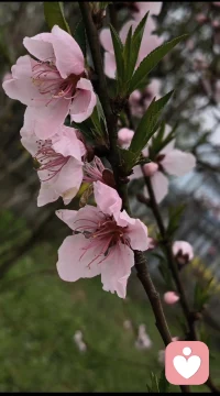 可爱的花🌸🌸🌸🌸🌸🌸配图