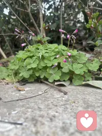 一定会有一个人，带着真诚靠近你，会有人，因为是你而爱你！他懂你的破碎，拥抱着你的不堪，心疼你逞强背后的委屈。喜欢笑的人不一定快乐，但是喜欢看你笑的人，一定希望你快乐。配图