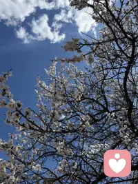 有人给你拍樱花的天空吗，没有可以找我