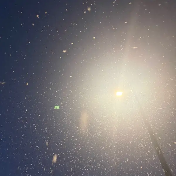 酷酷小鲨?（小白）