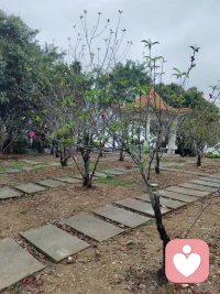 让花成花，让树成树，顺其自然。静待花开。配图