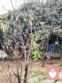 让花成花，让树成树，顺其自然。静待花开。配图