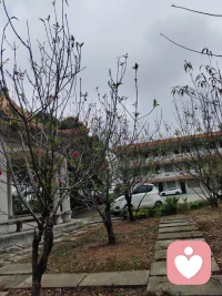 让花成花，让树成树，顺其自然。静待花开。配图