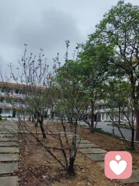 让花成花，让树成树，顺其自然。静待花开。配图