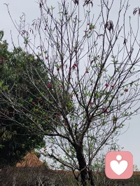 让花成花，让树成树，顺其自然。静待花开。配图